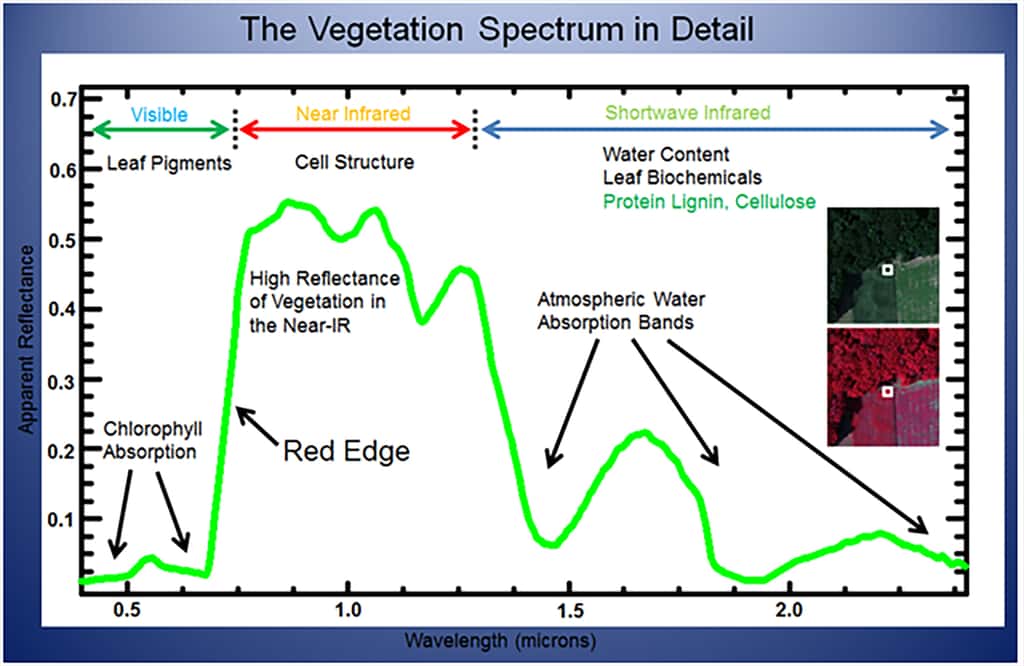Exemple de spectre de la végétation dans différentes longueurs d'onde. © Elowitz, Mark R