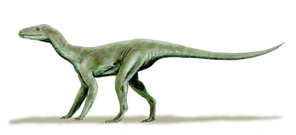 Une branche des dinosaures aurait évolué et leurs descendants vivraient avec nous aujourd'hui. © Wikipedia, Nobu Tamura