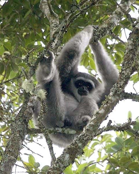 Le gibbon argenté de Java sait chanter, ce qui reste assez rare chez les primates. © Lip Kee, flickr, cc by sa 2.0