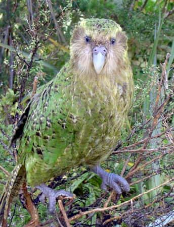 Avec son plumage camouflage, le kākāpō se fond facilement dans la végétation. © Mike Bodie