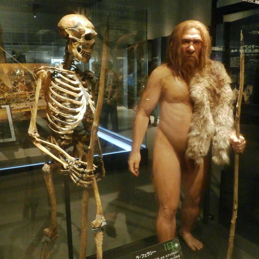 Modélisation d'un néandertalien à côté de son squelette. Exposition du Musée national de la nature et des sciences de Tokyo. © Photaro, Wikipedia, CC by-sa 3.0