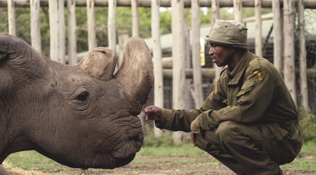 <em>« C’est avec une grande tristesse qu’Ol Pejeta Conservancy et le zoo de Dvůr Králové annoncent que Sudan, le dernier rhinocéros blanc du Nord, âgé de 45 ans, est décédé à Ol Pejeta Conservancy au Kenya le 19 mars 2018 »,</em> a annoncé sur Twitter <a href="https://twitter.com/OlPejeta" title="Ol Pejeta sur Twitter" target="_blank">Ol Pejeta</a> avec cette photo. © <em>Ol Pejeta Conservancy</em>