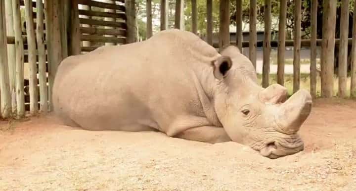 Photo de Sudan, 43 ans, tweetée le 6 novembre 2017. Il est le dernier rhinocéros blanc du Nord, (<em>Ceratotherium simum cottoni</em>) de la planète. Depuis son transfert du zoo Dvůr Králové en 2009, Sudan vit dans une réserve au Kenya. © D. Schneider