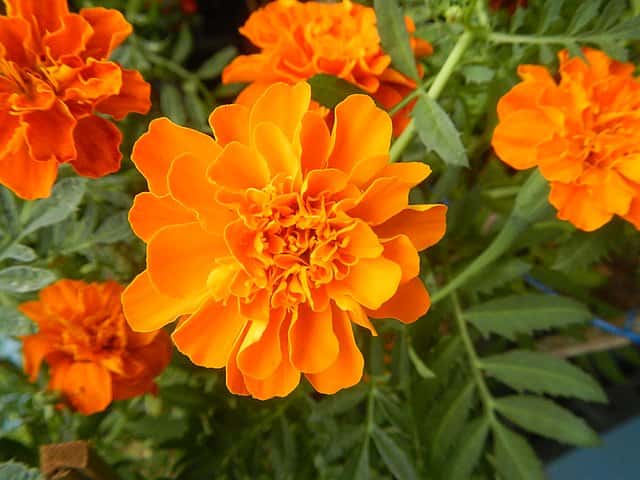 Fleurs très odorantes d'œillet d'Inde. ©Judgefloro, Domaine public