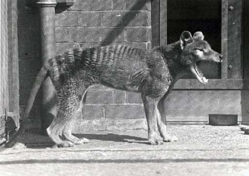 Le thylacine peut ouvrir sa gueule à un angle de 80 degrés ! © Wikimedia Commons