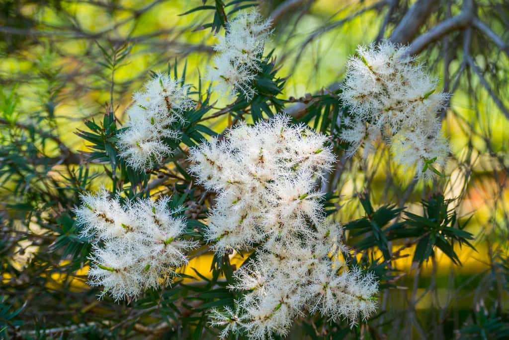  Les petites fleurs blanches en panache de l'arbre à thé ont une odeur fraîche et puissante qui peut être incommodante. © Mitsuyoshi, Fotolia
