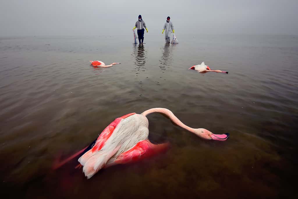 <em>The Bitter Death of Birds. </em>© Mehdi Mohebi, <em>Environmental photographer of the year</em>