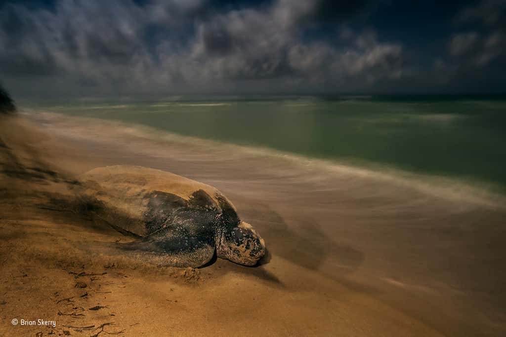 Une tortue luth regagne la mer après avoir enfoui sa ponte. © Brian Skerry, <em>2017 Wildlife Photographer of the Year</em>