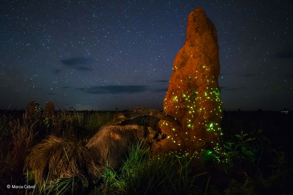 Au cœur de la nuit brésilienne, un fourmilier à l’assaut d’une étonnante termitière. © Marcio Cabral, <em>2017 Wildlife Photographer of the Year</em>