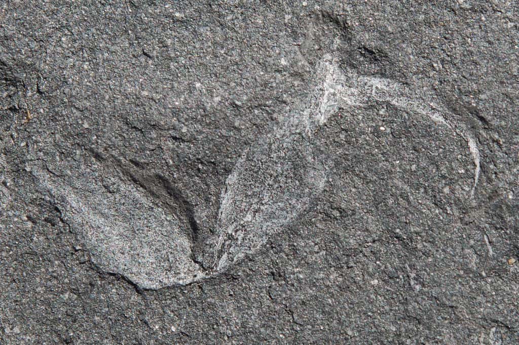 Cet aiguillon appartenait a un <em>Gondwanascorpio emzantsiensis</em>, un scorpion qui a vécu sur le Gondwana voici 360 millions d'années. Plus tard, voici 300 millions d'années, le Gondwana et la Laurasie se sont rejoints, et ont alors formé la Pangée. © <em>University of the Witwatersrand</em>