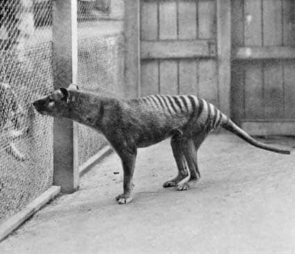 Un tigre de Tasmanie en captivité au zoo de Hobart en 1933. © DP