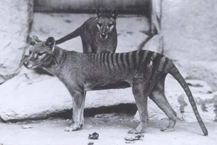Le tigre de Tasmanie, un mammifère marsupial qui ressemble étonnamment à un chien. © Domaine public