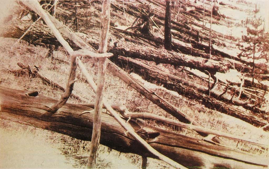 On estime que 80 millions d'arbres sont tombés à cause du souffle de l'explosion de la Toungouska. La photo a été prise en mai 1929, soit 21 ans après l'explosion. © Leonid Kulik, DP