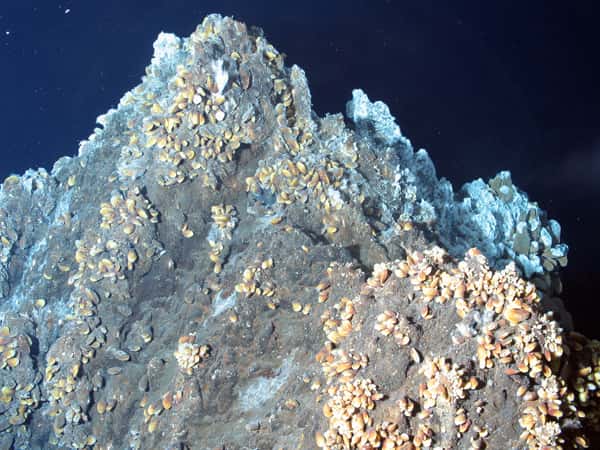 Une colonie de moules sur son rocher. La scène se passe par 1.700 m de fond, au milieu de l’Atlantique. Les mollusques n’ont pas froid, car la roche, volcanique, est chauffée par l’intérieur. Les larves, en revanche, devront braver des eaux à 4 °C pour rejoindre (avec de la chance) un autre site de ce genre. La lumière de cette image est celle des projecteurs du ROV. Cet écosystème, dans l’obscurité totale, vit grâce à l’énergie chimique recueillie par des micro-organismes dans les molécules expulsées par l’activité volcanique. © Ifremer