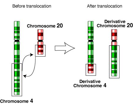 Au cours d'une translocation, des fragments de deux chromosomes permutent (ici translocation entre les bras des chromosomes 4 et 20) © Us Gov, Wikimedia Commons, Domaine Public