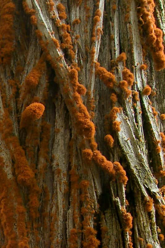 Le lichen rouge, <em>Trentepohlia</em>, responsable de la pluie rouge en Inde. © Jason Hollinger