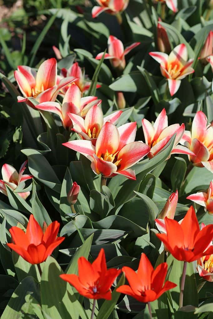 Tulipes botaniques praetans 'Fusilier' (en bas) et greigii 'Pinocchio'. © Retired electrician, Domaine Public