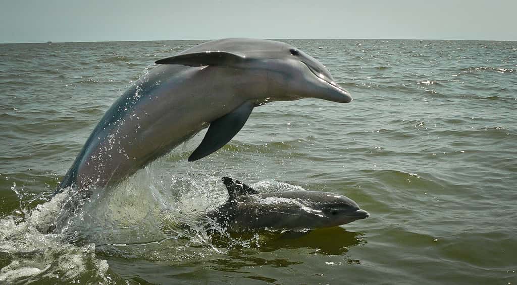Le grand dauphin, qui vit dans tous les océans tempérés et tropicaux, est capable d'imiter les sifflements d'autres cétacés. © Jual, Flickr, cc by nc sa 2.0