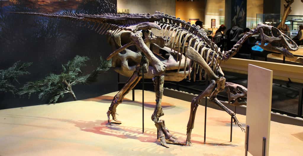 Squelette reconstitué d'un jeune <em>Ugrunaaluk kuukpikensis</em>, au Perot Museum, Texas. © Rodney, Flickr Perot Museum, Wikimedia Commons