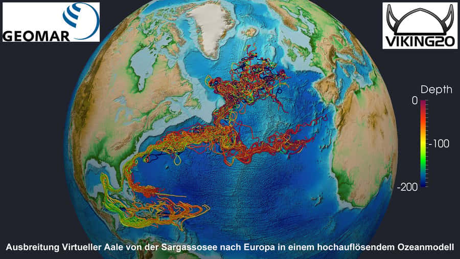 Trajets de migration virtuels des jeunes anguilles entre la mer des Sargasses et l’Europe calculés par un modèle océanique haute-résolution. Selon les conditions de vent et de courant, les larves suivent deux voies différentes. La plus longue traverse les Caraïbes, tandis que la deuxième passe directement de la mer des Sargasses au Gulf Stream. Les couleurs fournissent des informations sur la profondeur à laquelle les larves se trouvent en un lieu donné (voir échelle de couleur à droite de l’image). © Geomar