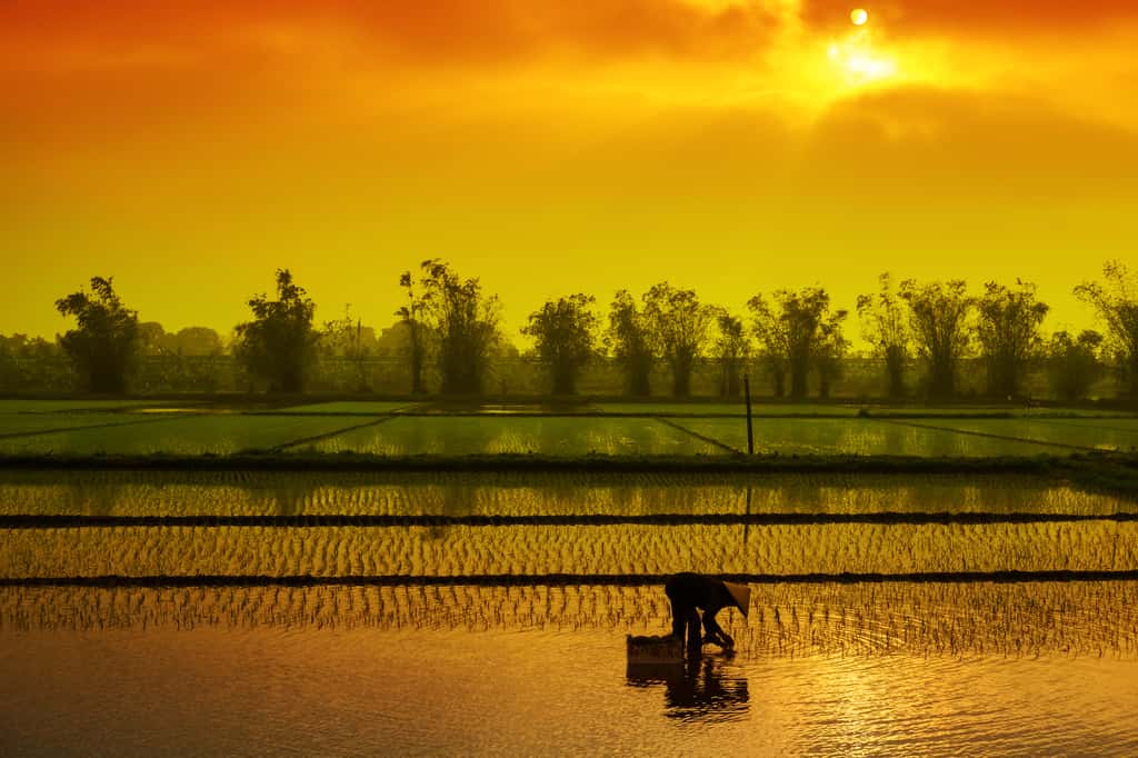 C’est dans le delta du Mekong que 10 % de la production mondiale du riz que nous consommons est cultivée. © cristaltran, Adobe Stock