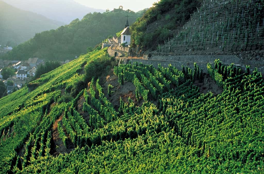 Le vignoble du Rangen à Thann (Alsace). © CIVA