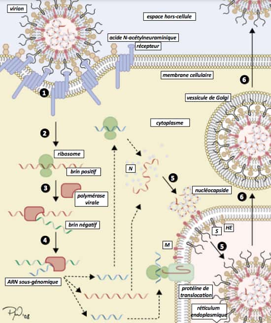 Le cycle du coronavirus dans la cellule. © Crenim, d’après le travail de Lai MM et Cavanagh D (1997),<em> The Molecular biology of coronavirus. Adv. Virus Res</em> (48) 1-100, Wikipedia, CC by-sa 3.0