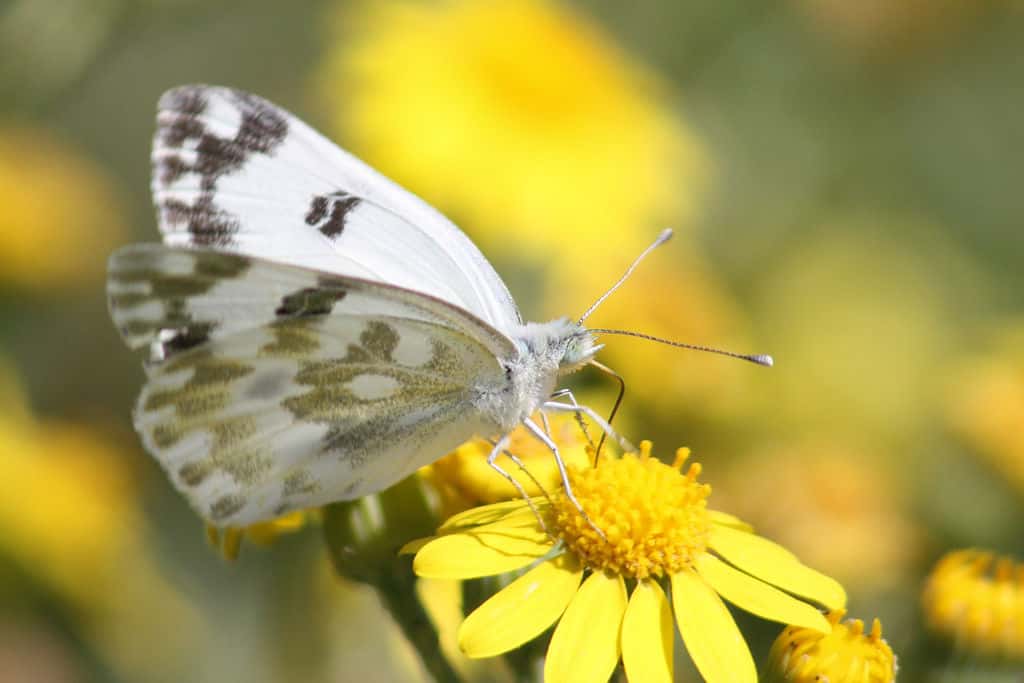 Les papillons, comme d'autres insectes, jouent un rôle essentiel dans la pollinisation des fleurs. © Charlesjsharp, <em>Wikimedia Commons</em>, cc by sa 3.0