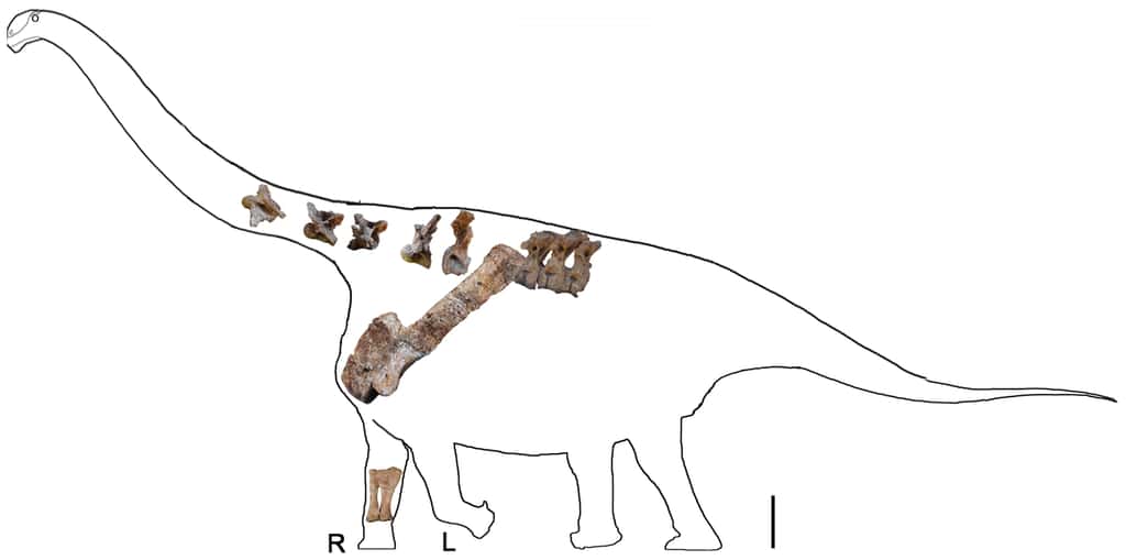 Les restes fossilisés du <em>Yongjinglong datangi</em> ont été replacés dans la forme classique du corps d’un titanosaure. La barre d’échelle représente 600 mm. © Li-Guo Li <em>et al.</em>, 2014, <em>Plos One</em> 