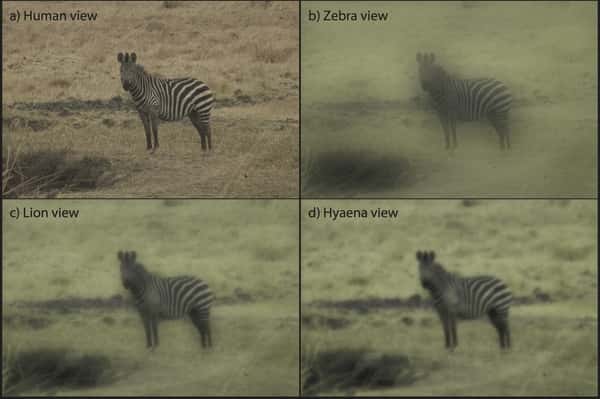 La photo d'un zèbre en milieu ouvert modifiée pour restituer la vision humaine (<em>Human view</em>), celle d'un zèbre (<em>Zebra view</em>), d'un lion et d'une hyène (<em>Hyaena view</em>). Aucun de ces observateurs n'est gêné par les rayures, qui n'ont donc rien d'un camouflage. © Amanda Melin <em>et al.</em>, <em>Plos One</em>