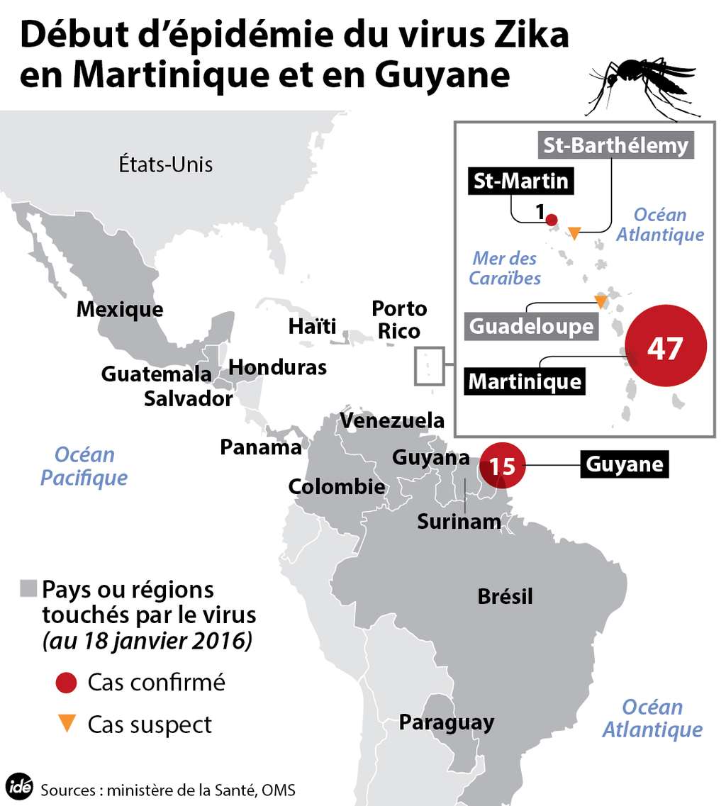 Depuis le mois de décembre, les cas de fièvre Zika en Guyane et en Martinique ont été confirmés. L'agent de cette maladie est un arbovirus, c'est-à-dire un virus transmis par des arthropodes, par exemple des insectes. C'est le cas du virus Zika. Comme tous les membres de ce groupe (qui n'en est pas un du point de vue phylogénétique), il passe très bien la barrière des espèces. © Idé