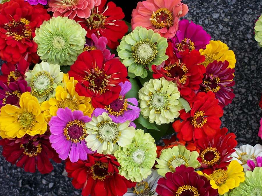 Mixité de formes et de couleurs avec les zinnias. © Drilnoth, Domaine Public