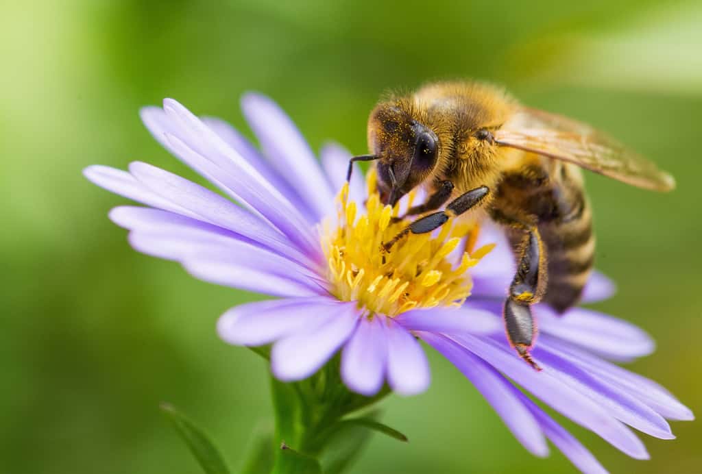 Les pollinisateurs sont les insectes les plus touchés par l'agriculture intensive et le réchauffement, alors qu'ils sont indispensables à notre survie. © Michael Tewes, Adobe Stock