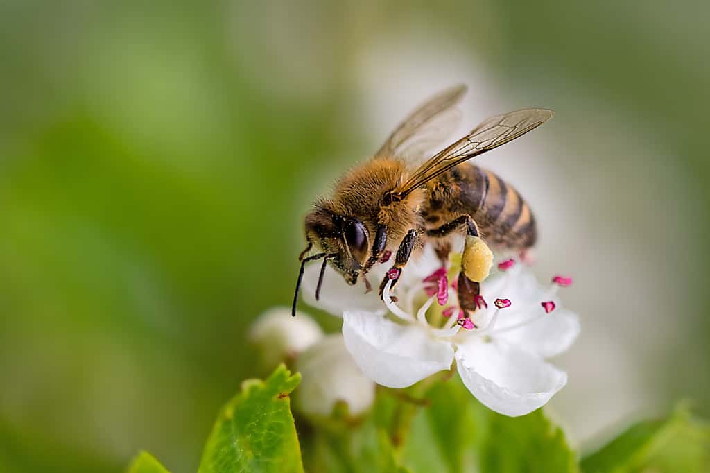 Une Intelligence artificielle qui communique avec les abeilles et franchit la barrière de la communication interspécifique constitue un danger selon Karen Bakker, scientifique à l'université de la Colombie-Britannique au Canada. © Martin, Adobe Stock