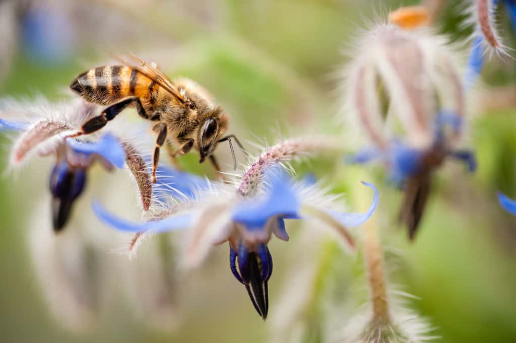 Les abeilles récoltent aussi des microplastiques lorsqu'elles butinent des fleurs. © alessandrozocc