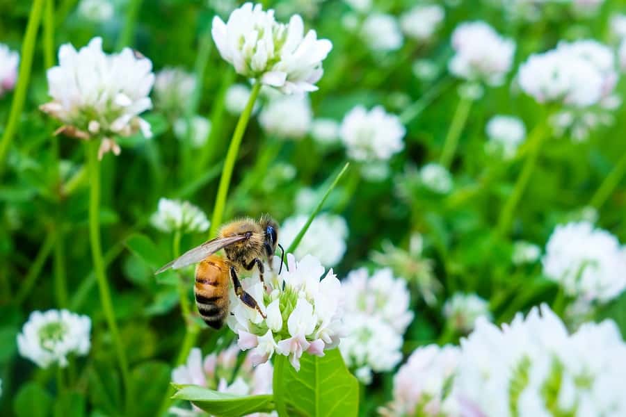 Les trèfles sont très appréciés des abeilles. © Joe Gough, Adobe Stock