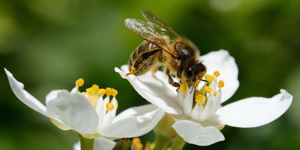 Les fleurs se servent de leur parfum pour attirer les insectes pollinisateurs comme l'abeille. © Guy Pracros, Adobe Stock