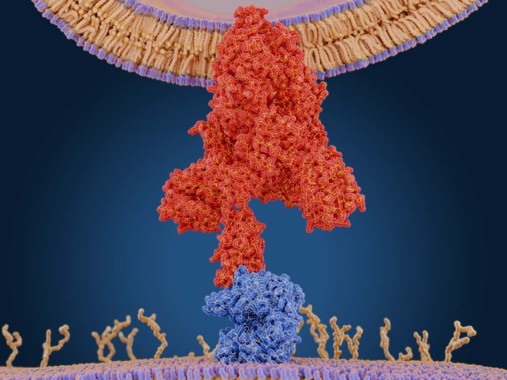 Illustration de l'interaction entre la protéine S (en rouge) et le récepteur ACE2 (en bleu). © Juan Gartner, Adobe Stock