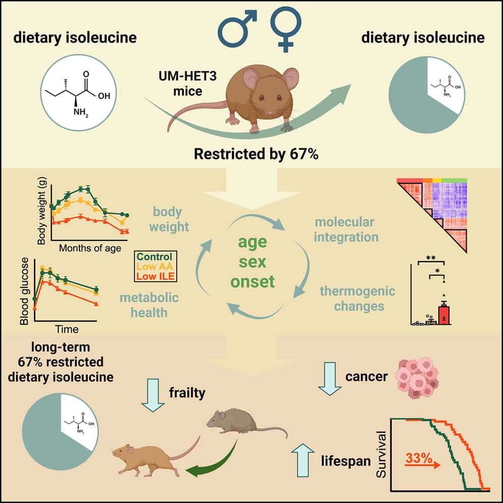 Résumé visuel de l'impact du régime à teneur réduite en isoleucine sur les souris de l'étude. © Cara L. Green <em>et al.</em>