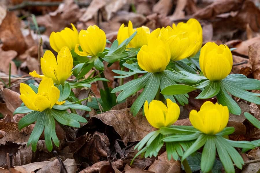 L’<em>Eranthis hyemalis </em>est d'un jaune éblouissant.<em> </em>© progarten, Adobe Stock