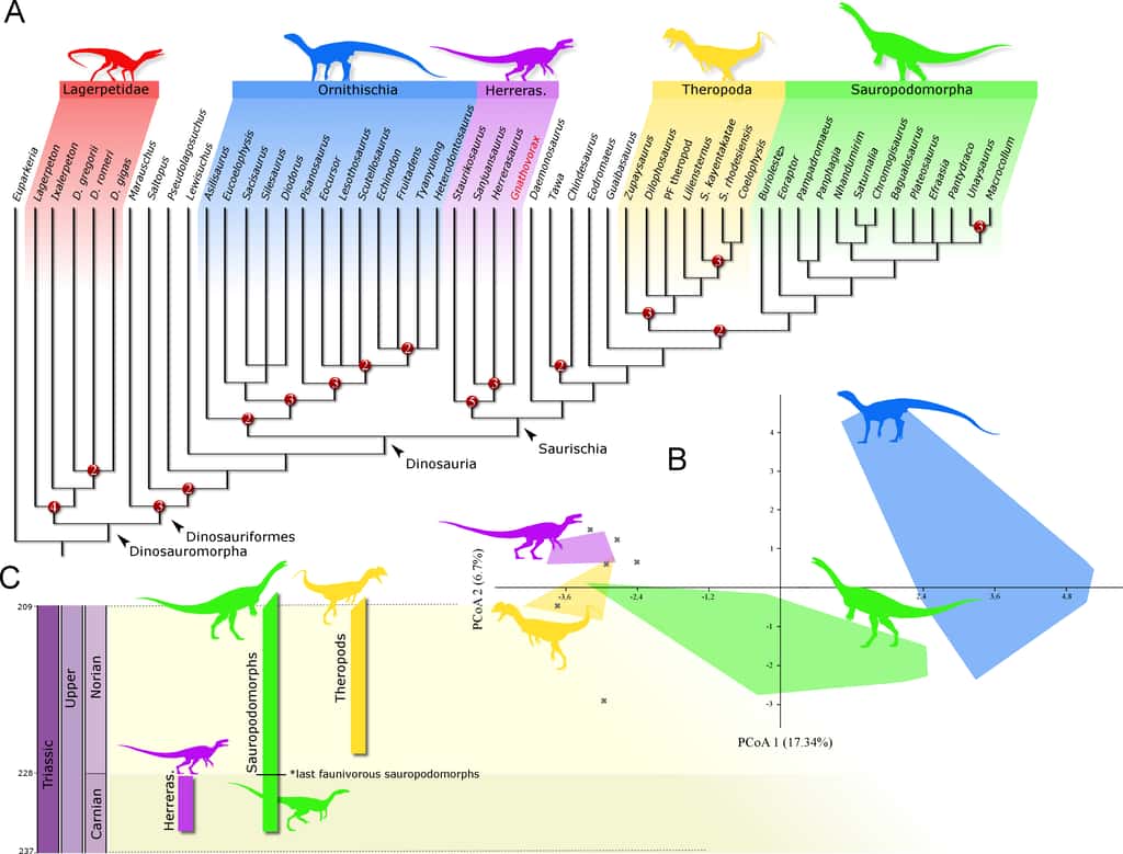 <i>Gnathovorax cabreirai </i>appartient au genre<i> Herrerasaurus</i>, qui vivait il y 230 millions d’années, à l’époque où les continents étaient encore réunis dans la Pangée. © Cristian Pacheco et al, PeerJ, 2019