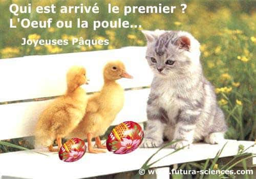 Qui est arrivé le premier, l'œuf ou la poule ? © Futura-Sciences