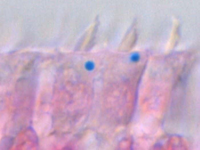 Ces cellules de l’oreille interne d’un pigeon ont été colorées de manière à faire ressortir le fer en bleu. Les billes riches en fer, mises en évidence par Mattias Lauwers, sont clairement visibles à la base des stéréocils. Il n’y en a qu’une seule par cellule. © IMP