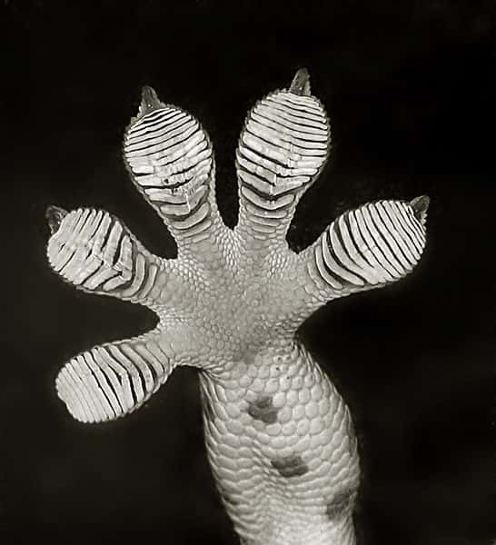 Très étudiées, les propriétés collantes des orteils bulbeux de gecko ont inspiré des moyens médicaux de suture sans couture ou encore militaires, pour des palettes adhésives permettant aux soldats de franchir un obstacle. © David Clements, <em>Wikimedia Common</em>