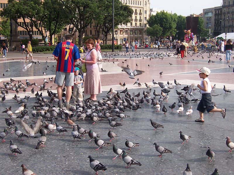 « Le rat du ciel » est parfois le surnom donné au pigeon commun. Si elle est parfois détestée, l'espèce est aussi appréciée de nombreux citadins, qui n'hésitent pas à la nourrir malgré certaines interdictions municipales. © Sergi Larripa, Wikimedia Commons, cc by sa 2.5