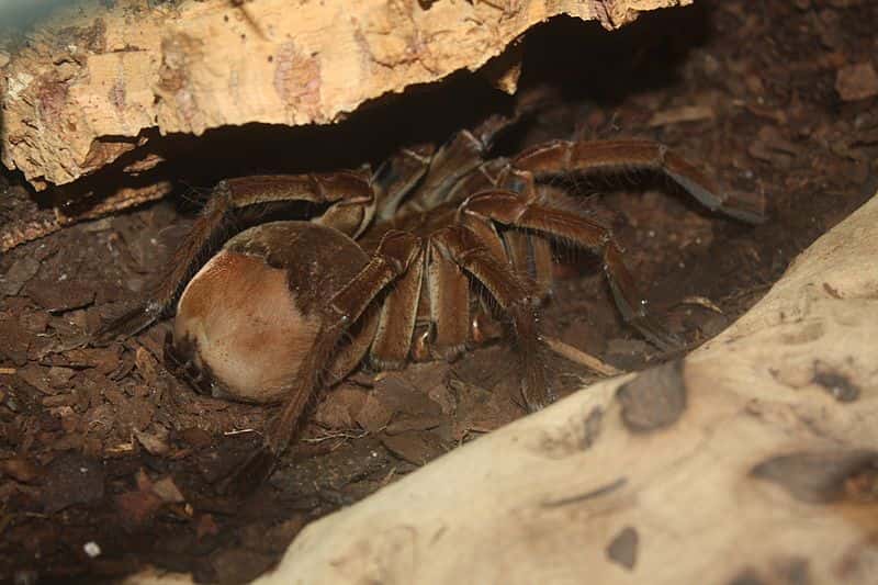 Vivant en milieu humide, l'araignée Goliath creuse son terrier profondément dans le sol ou bien profite d'un terrier abandonné. © Ltshears, <em>Wikimedia Commons</em>, cc by sa 3.0
