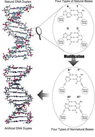 Le nouvel ADN des chimistes japonais avec de nouvelles bases. Crédit : Courtesy of Masahiko Inouye
