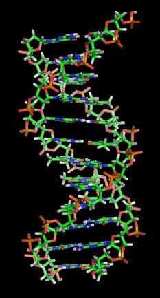 Des gènes portés par un même chromosome mais pourtant distants peuvent être coordonnées par une organisation spatiale jusqu'alors inconnue des bâtonnets d'ADN. Jusque-là, on pensait grossièrement que la structure des chromosomes importait peu, mais que l'expression génique dépendait de la présence de régulateurs (activateurs ou inhibiteurs). Cette vision des choses était seulement partielle. © Zephyris, Wikipédia, cc by sa 3.0