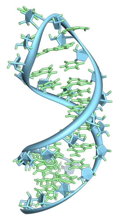 L'ARNm diffère de l'ADN en plusieurs points : d'une part il se présente sous la forme d'un seul brin, d'autre part l'uracile remplace la thymine (sauf exception). Jusqu'alors, on pensait également qu'il ne subissait pas de méthylation... © Vossman, Wikipédia, cc by nc sa 3.0