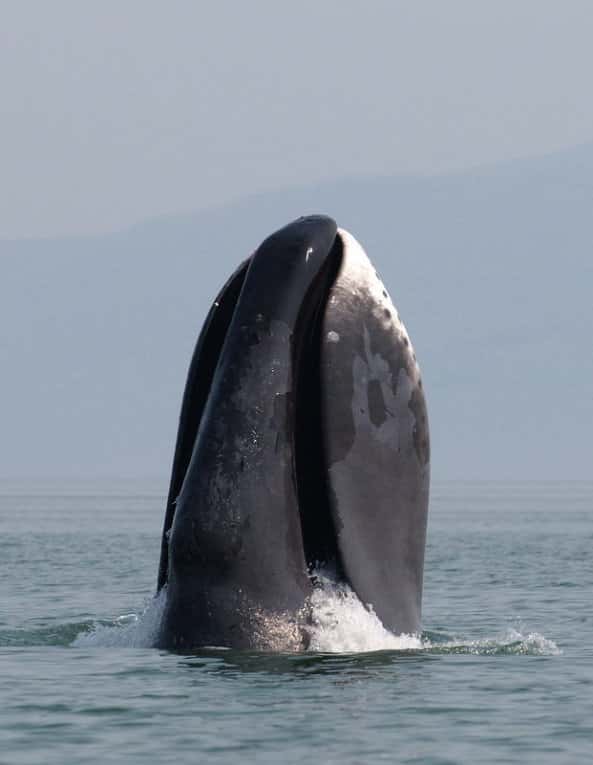 Chassées jusqu’en 1996, les baleines boréales ont une population mondiale estimée à 10.000 individus contre 3.000 dans les années 1920, point culminant de leur commercialisation. L’espèce reste considérée en danger d’extinction. © Olga Shpak, <em>Wikimedia Commons</em>, cc by sa 3.0